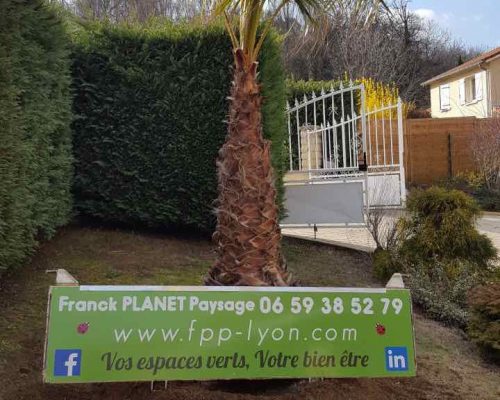 plantation palmier arbre paysagiste ouest lyonnais