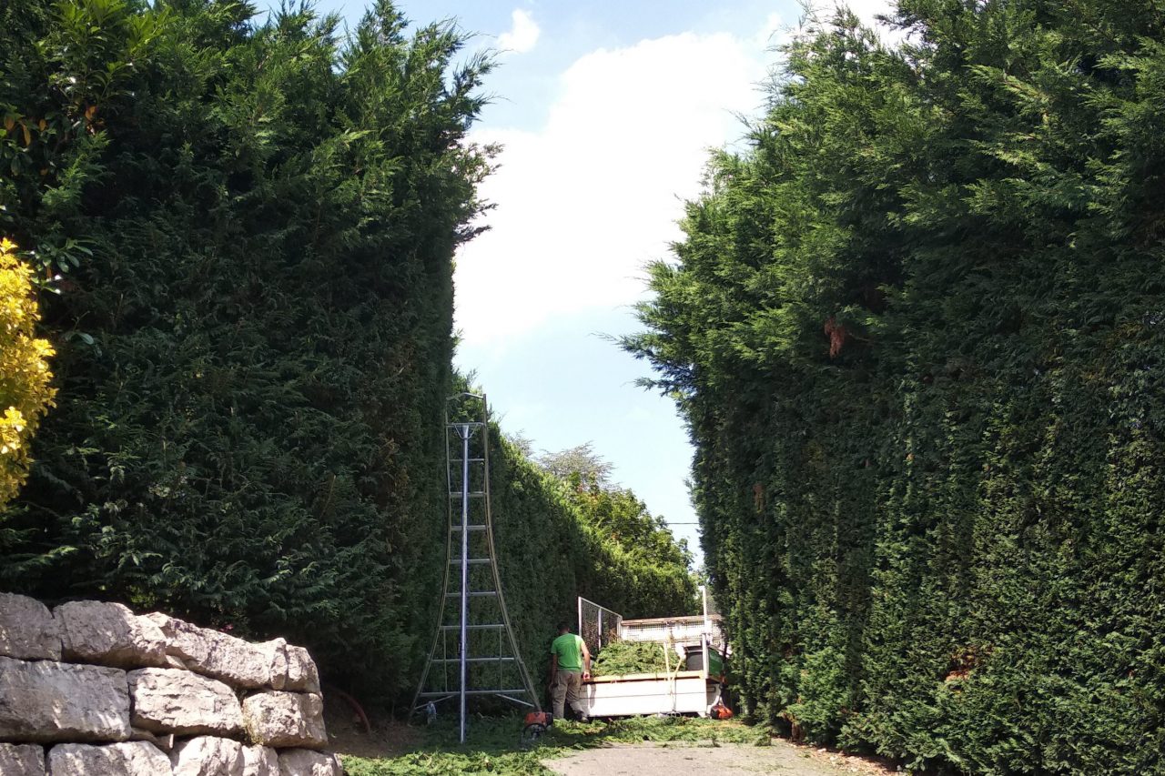 taille haie géante entretien jardin Craponne paysagiste dardilly