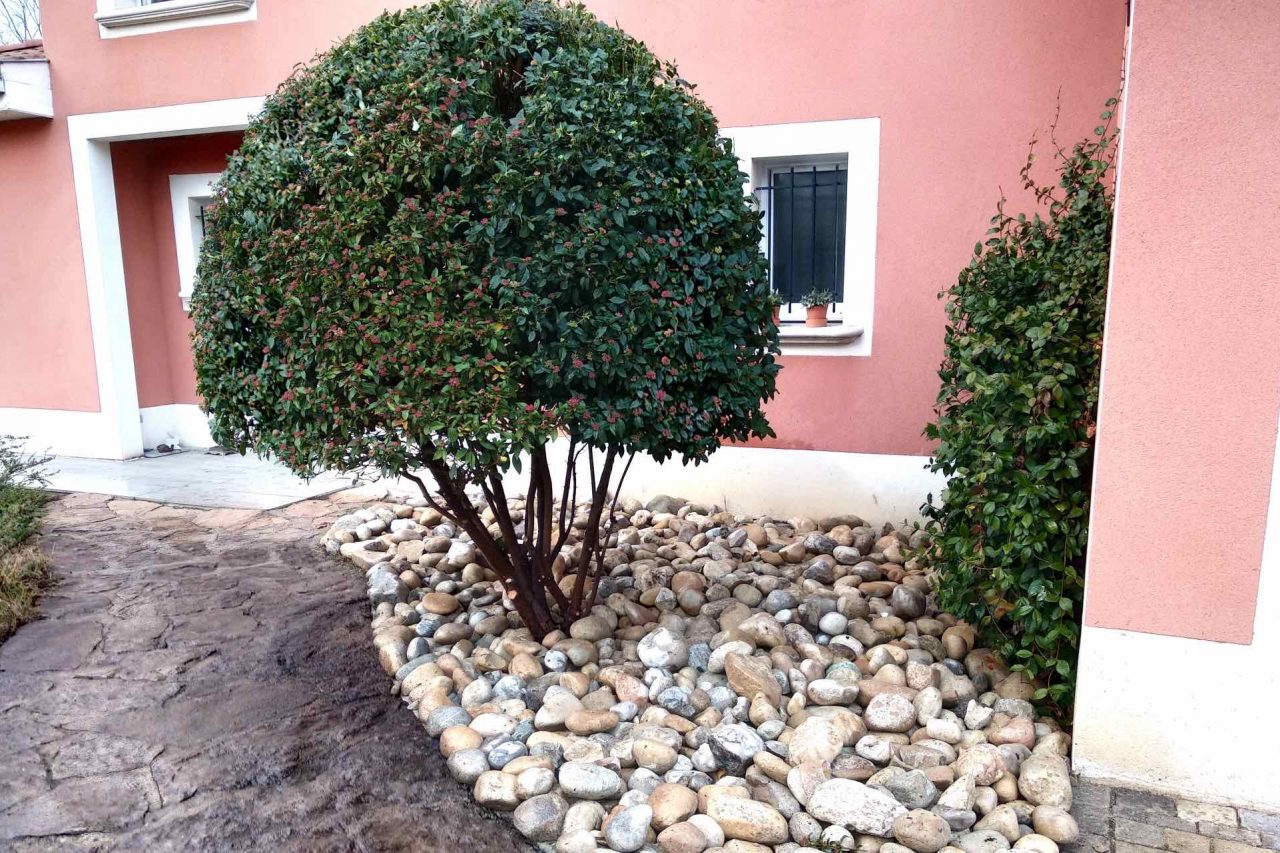 taille arbre arbuste entretien jardin Craponne paysagiste à tassin la demi lune