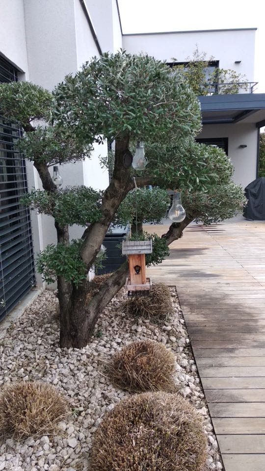 arbre style japonais paysagiste Craponne