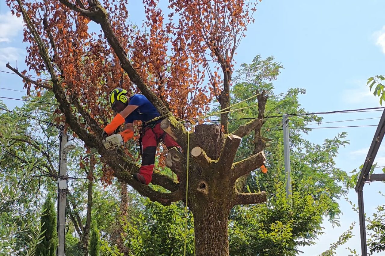 service élagage lyon franck planet paysage