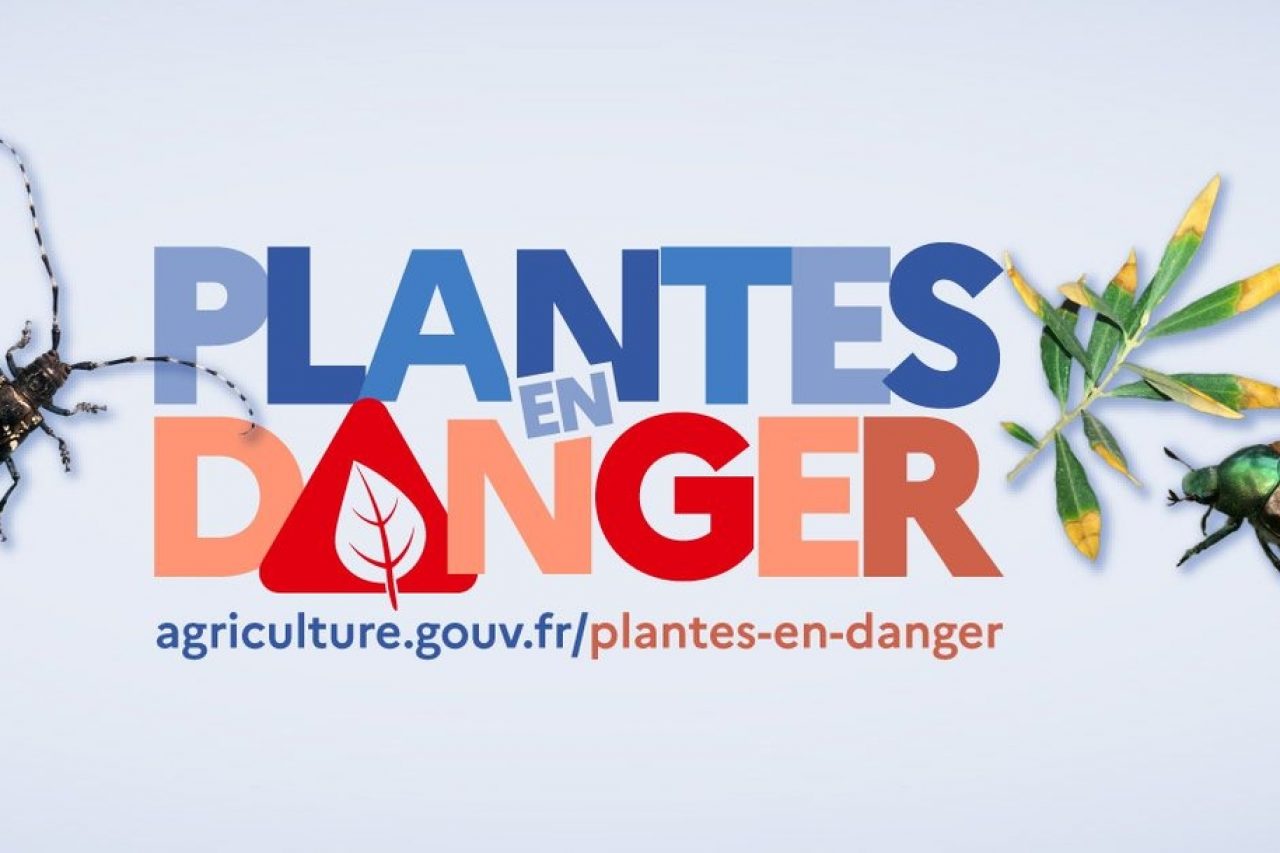 Plantes en danger