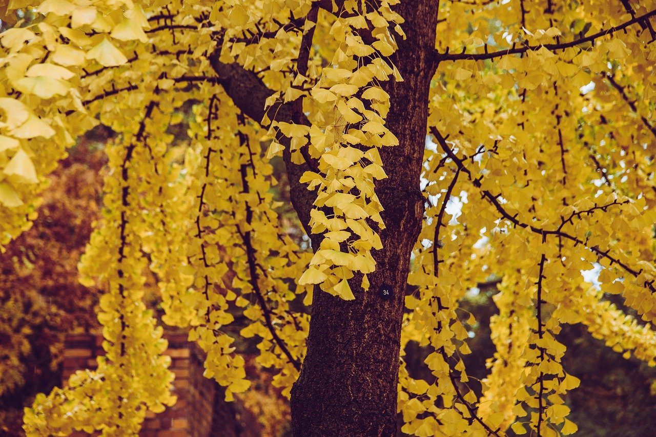 quel arbre planter ginkgo