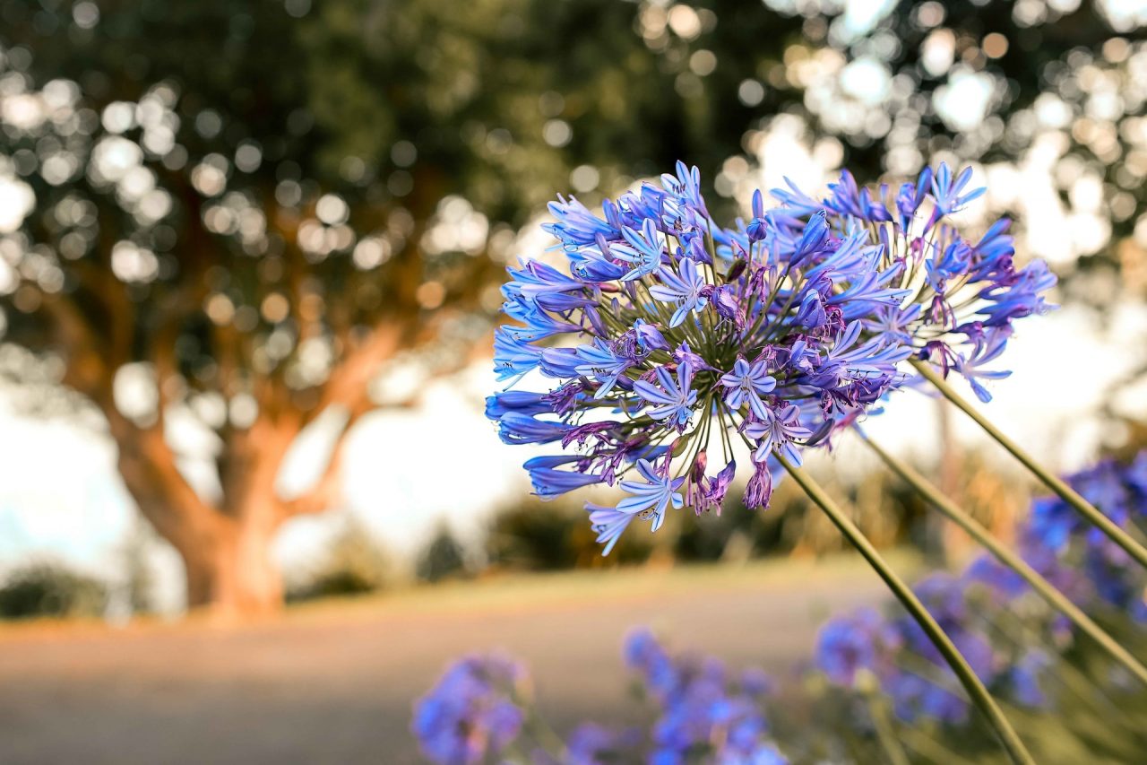 Guide des bulbes à fleurs du printemps - La terre est un jardin