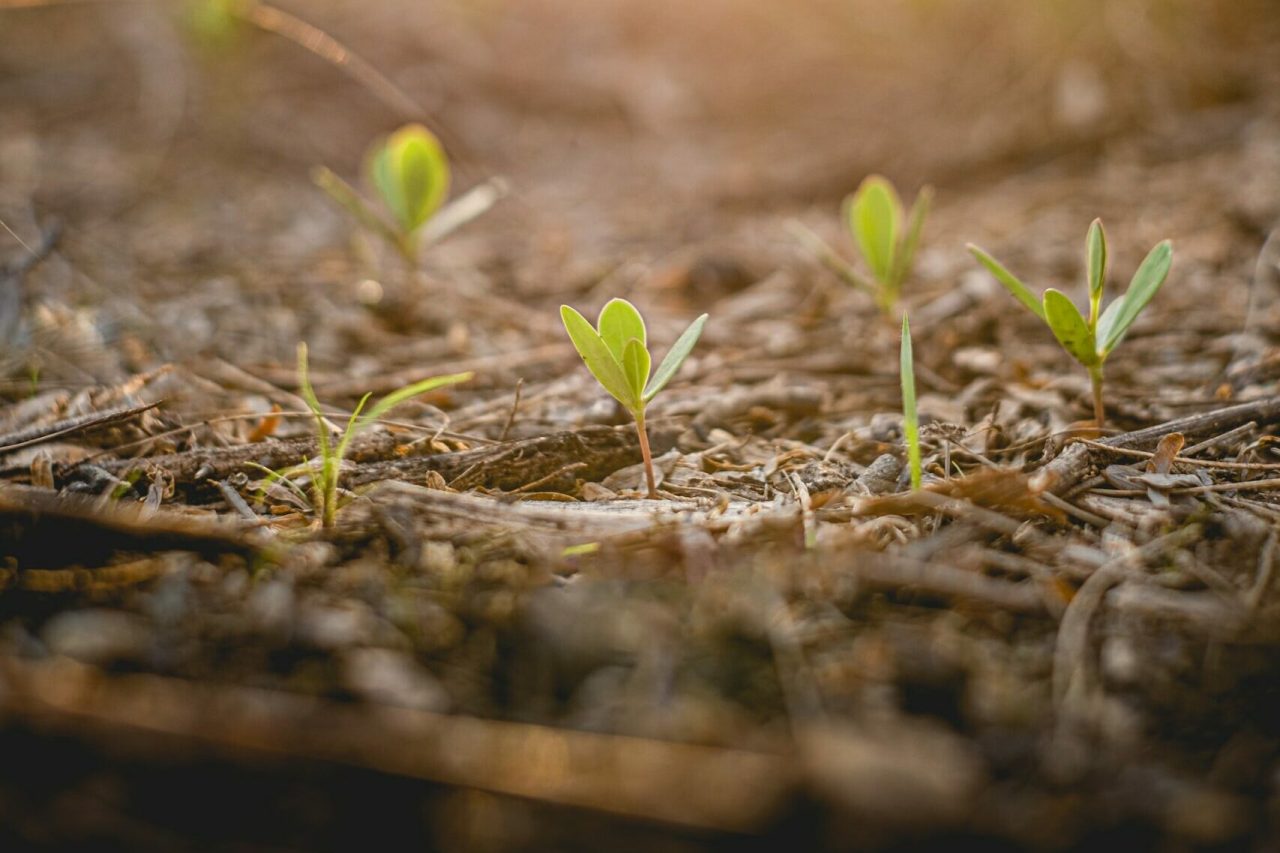 Quelle gestion de l'eau au jardin ?