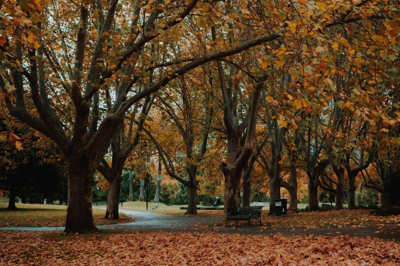 jardin automne arbre feuilles