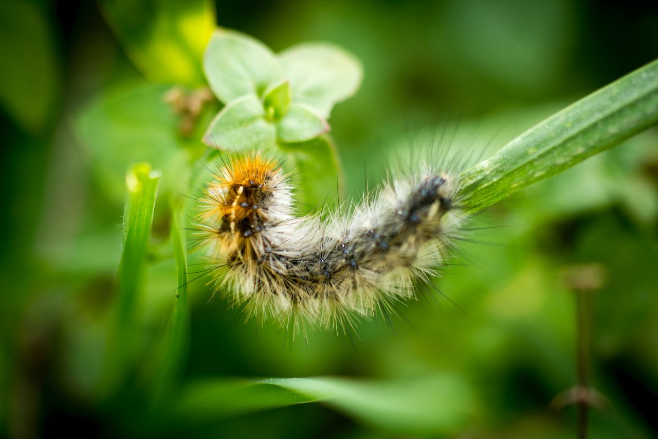 chenille processionnaire du pin