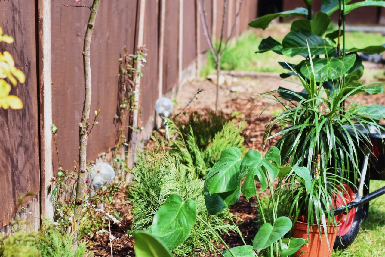 quelles plantes pour mon jardin