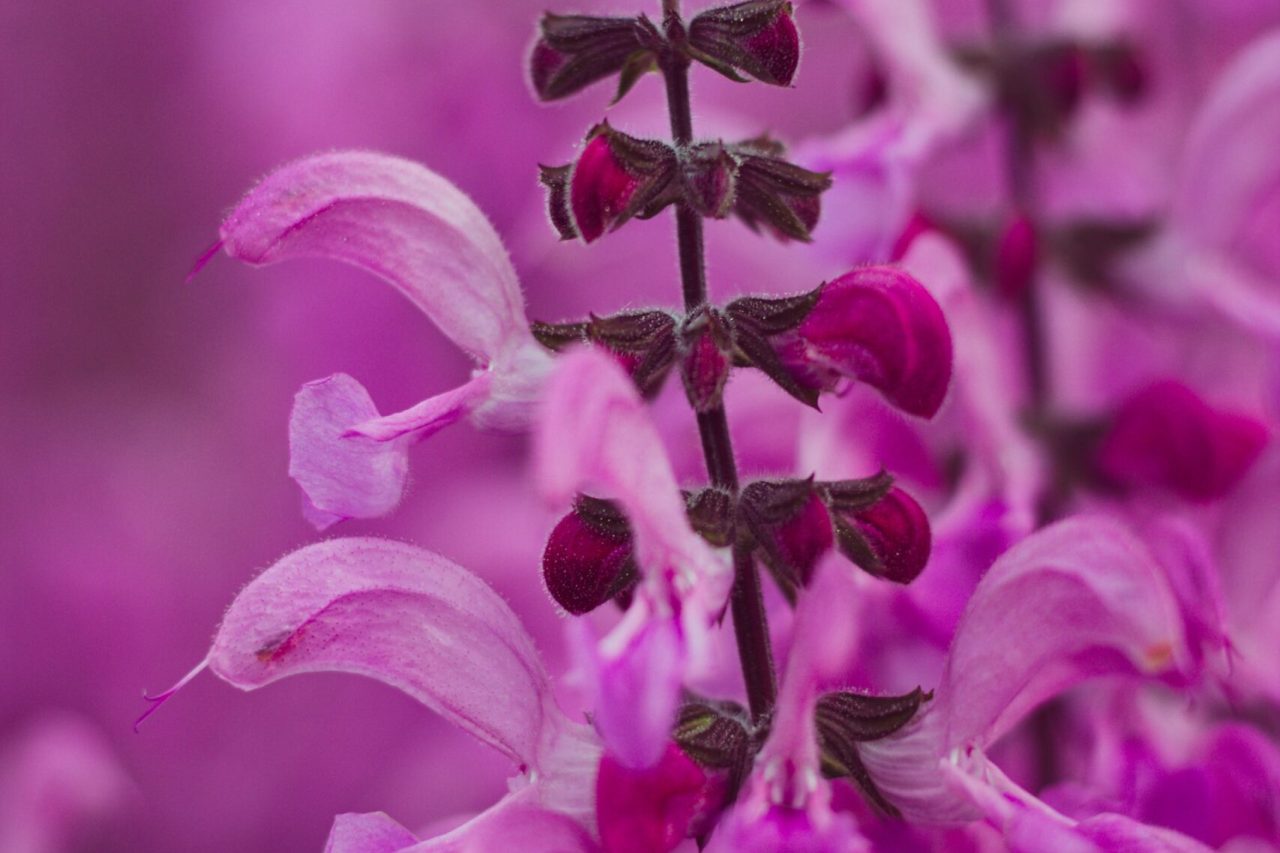 sauges salvia sauge des prés