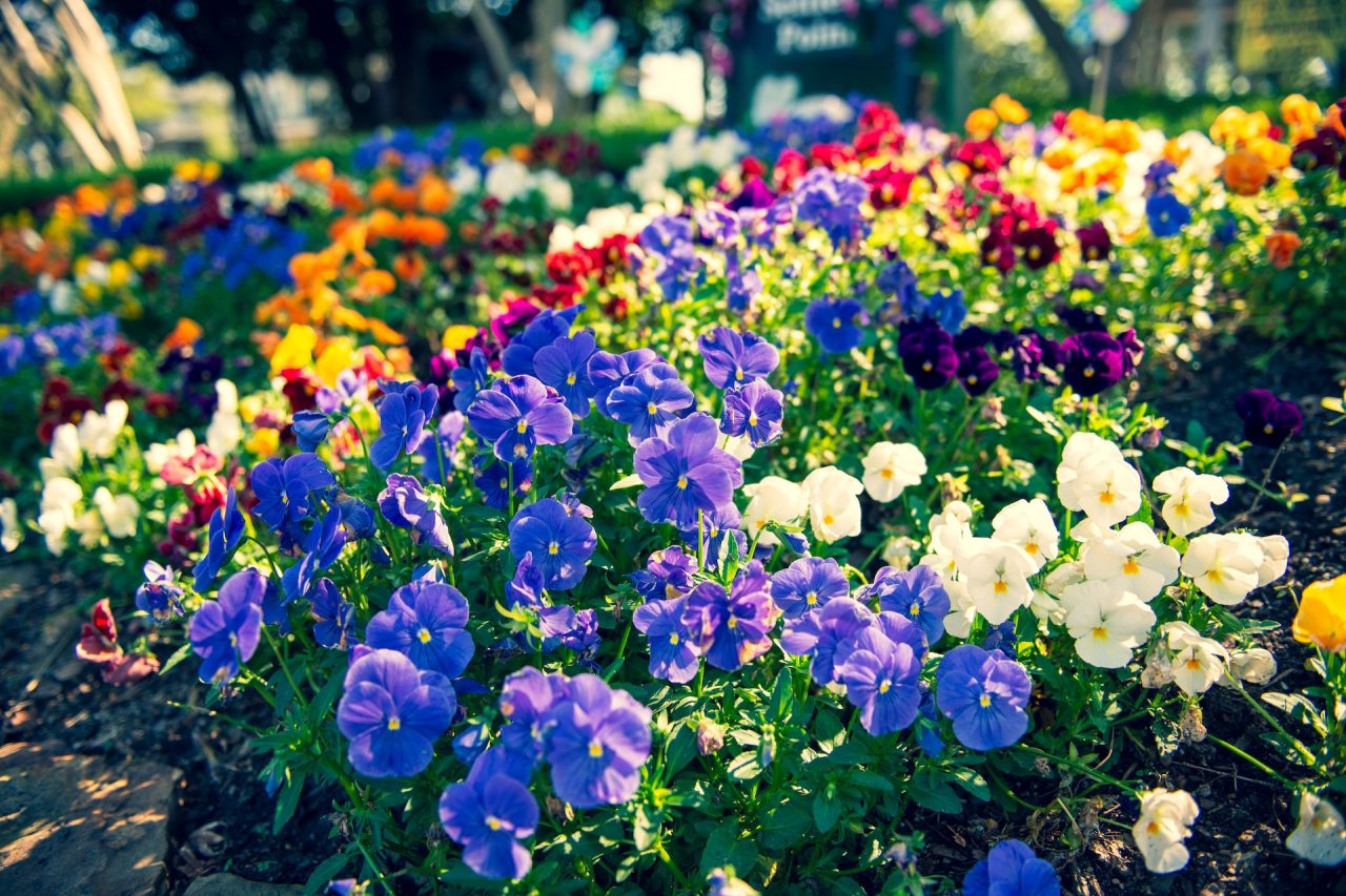 Le langage des fleurs - massif fleuri