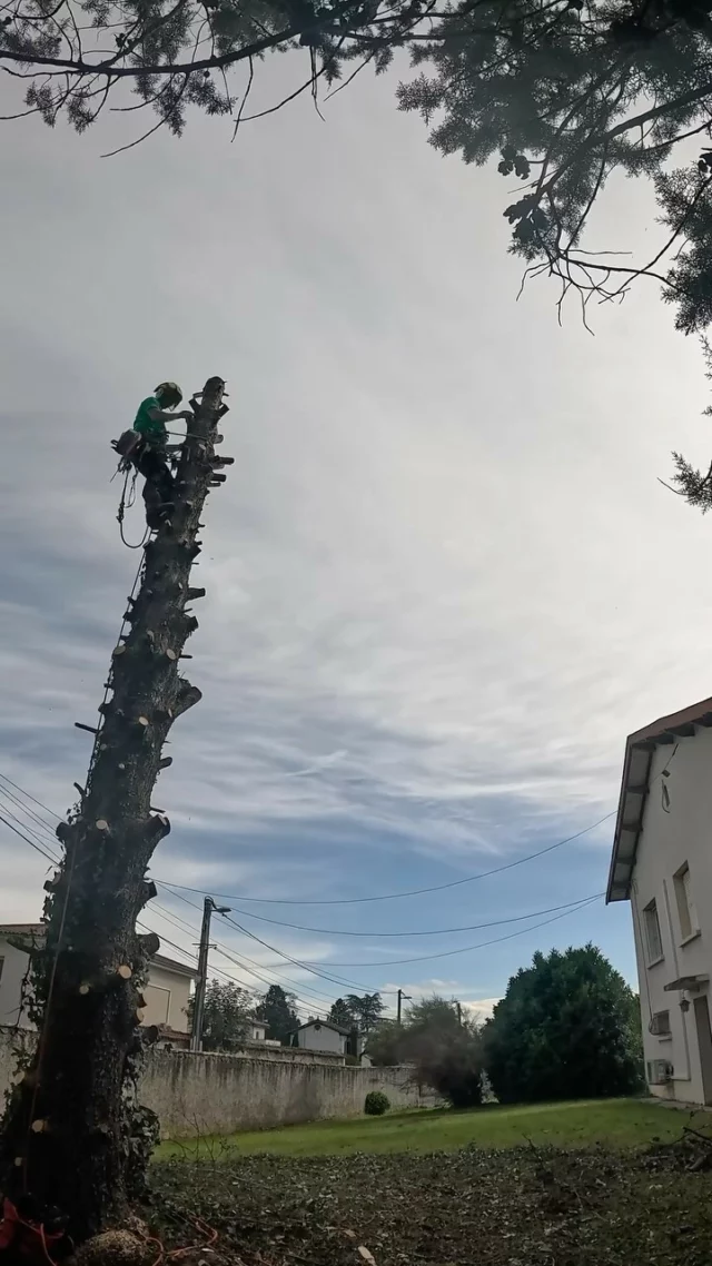 Démontage d’un sapin mort pris dans des lignes téléphoniques 🌲🪵

#franckplanetpaysage #paysagistelyon #paysagiste #landscapers_of_instagram #landscapersofinstagram #arborist #arboristsofinstagram #treecare #treesurgeon #elagage #elagueur #elagueurgrimpeur