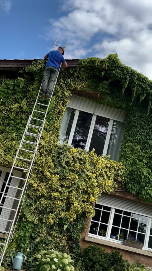 Vous pensez que tailler le lierre en façade le rend moins beau ? 😱⬇️

Faux ! En réalité, une taille régulière renforce sa croissance, protège votre façade et préserve l’harmonie de votre maison. Ne laissez pas cette beauté naturelle devenir un problème et occupez-vous en à temps 💪

#gardenmaintenance #franckplanetpaysage #paysagistelyon #paysagiste #landscapers_of_instagram #landscaperslife #hedgetrimming #hedgetrimmer #bushtrimming #entretienjardin