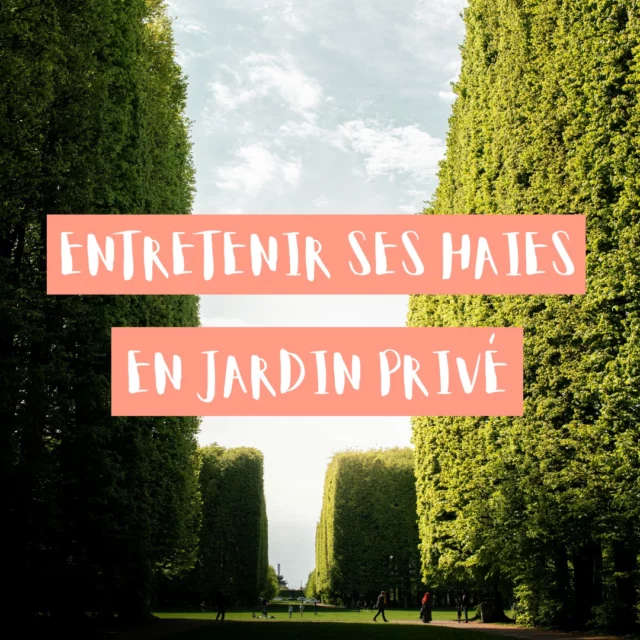 Vous souhaitez en apprendre plus sur l'entretien de votre haie ?
Découvrez notre article dédié sur le sujet 🏡
​
Lien de l'article en story à la une 🌱

#franckplanetpaysage #paysagistelyon #tailledehaie  #entretienjardin  #hedgetrimming  #gardenmaintenance  #paysagiste #landscaperslife #lawncarebusiness #blogjardin