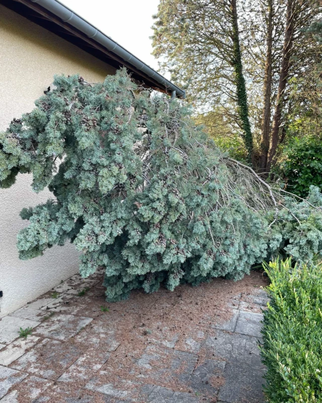 Débitage d'un des troncs de ce cyprès tombé chez le voisin. Heureusement, seule la haie et le grillage ont été endommagés 🪚

 #entretienjardin #lawncarebusiness #landscaperslife #gardenmaintenance #landscapers_of_instagram #elagage #élagage #arborist #treesurgeon #paysagiste #paysagistelyon #franckplanetpaysage
