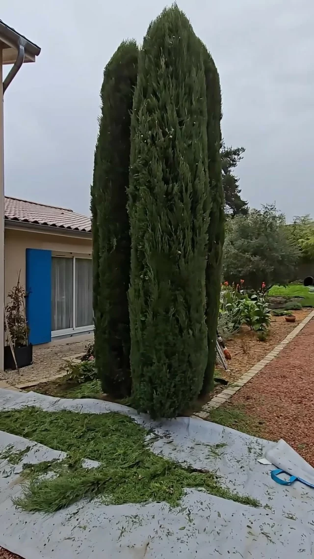 Taille de mise en forme de ce groupe de cyprès totem qui en avaient bien besoin ✂️🌲

#franckplanetpaysage #paysagistelyon #paysagiste #landscapersofinstagram #landscapers_of_instagram #lawncarebusiness #hedgetrimming #hedgetrimmer #stihl #cupressussempervirens #cupressus #gardenmaintenance