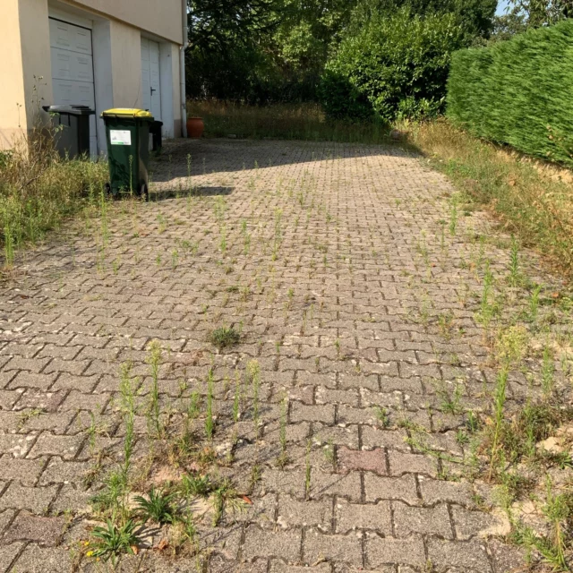 Voici le résultat d'une belle remise à niveau de ce jardin 🏡

 #landscaperslife #gardenmaintenance #lawncarebusiness #entretienjardin #pelouse #lawn #landscapingcompany #landscapers_of_instagram #paysagistelyon #paysagiste #franckplanetpaysage #desherbage #avantaprestravaux