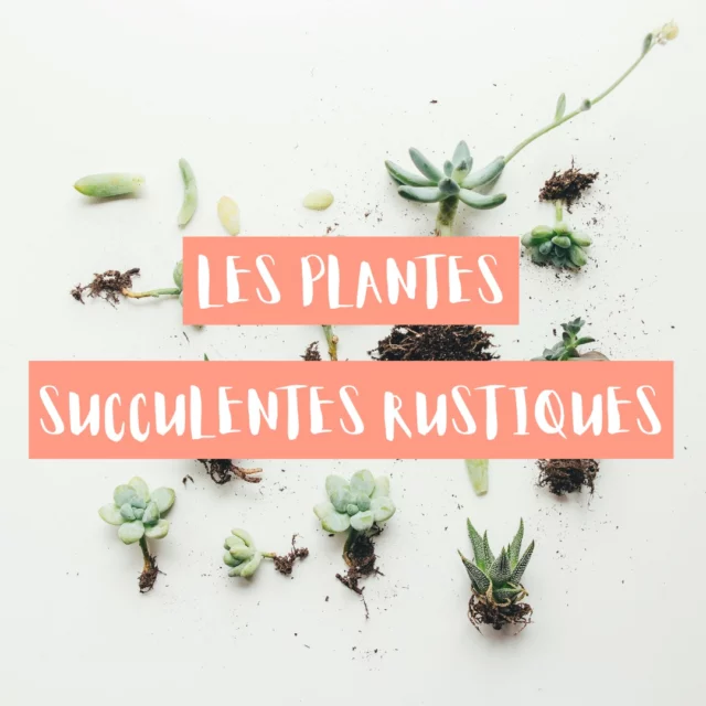 Vous souhaitez en apprendre plus sur les succulentes rustiques ?
Découvrez notre article dédié sur le sujet 🏡
​
Lien de l'article en story à la une 🌱

#franckplanetpaysage #paysagistelyon #succulentlove  #succulentaddict  #succulentes  #plantesgrasses  #paysagiste #landscaperslife #lawncarebusiness #blogjardin